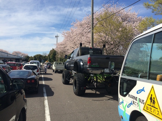 桜も満開で